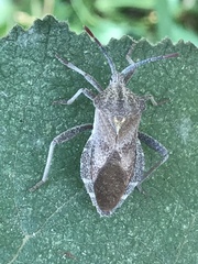 Piezogaster indecorus