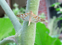 Epipagis fenestralis