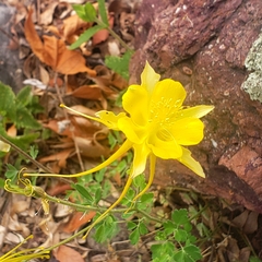 Aquilegia chrysantha