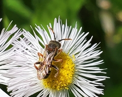 Nomada