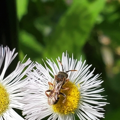 Nomada
