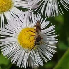 Nomada