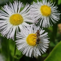 Nomada