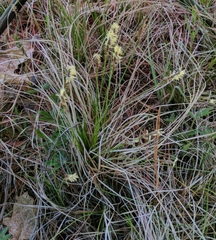 Carex pensylvanica
