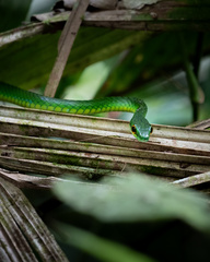 Leptophis