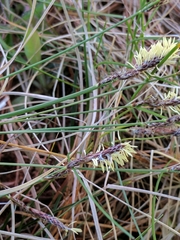 Carex pensylvanica