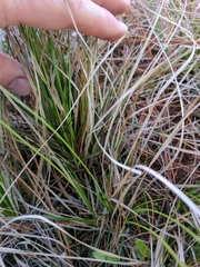 Carex pensylvanica