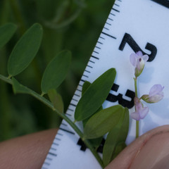 Vicia tetrasperma
