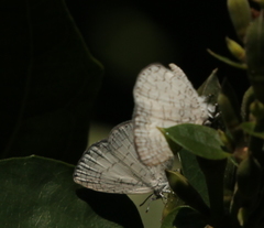 Spalgis lemolea lemolea