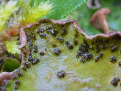 Peltigera britannica