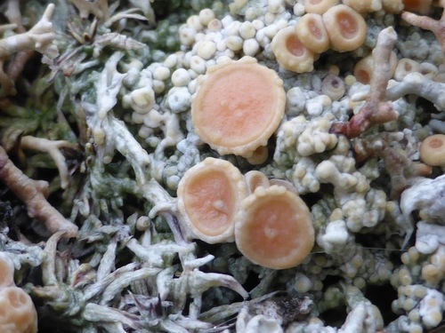 Arctic Saucer Lichen