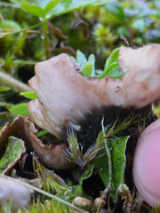 Peltigera britannica