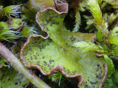 Peltigera britannica