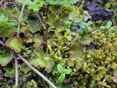 Peltigera britannica