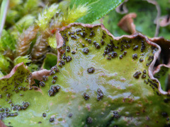 Peltigera britannica