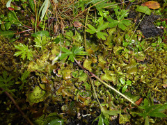Peltigera britannica