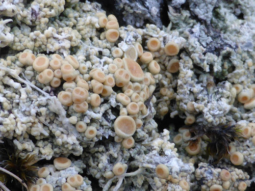 Arctic Saucer Lichen