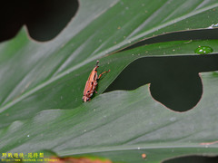 Sphenocorynes kosempoensis