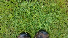 Sanguisorba occidentalis