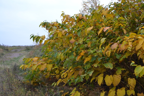 Giant Knotweed