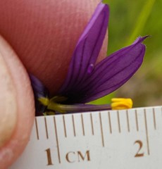 Sisyrinchium hitchcockii