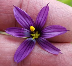 Sisyrinchium hitchcockii