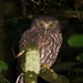 Morepork - Photo (c) strewick, some rights reserved (CC BY), uploaded by strewick