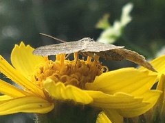 Scopula frigidaria