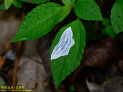Acropteris leptaliata
