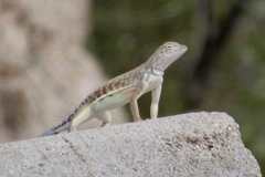Callisaurus draconoides ventralis
