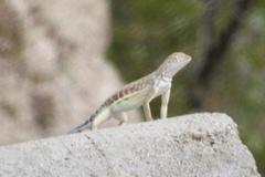 Callisaurus draconoides ventralis