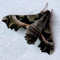 Proserpinus proserpina