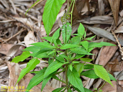Lysimachia decurrens