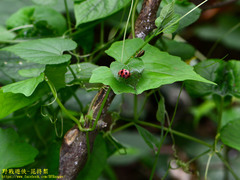 Epilachna maculicollis
