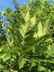 Fraxinus pennsylvanica subintegerrima