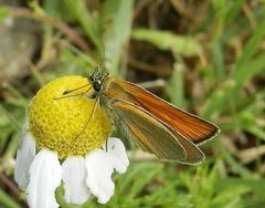 Thymelicus sylvestris