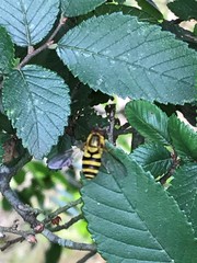 Syrphus knabi