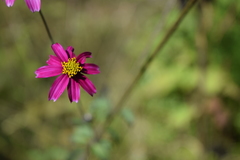 Bidens aequisquama