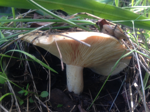 Lactarius alnicola image