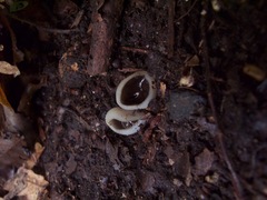 Tarzetta jafneospora