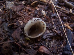 Tarzetta jafneospora