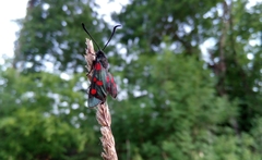 Zygaena filipendulae