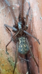 Eratigena