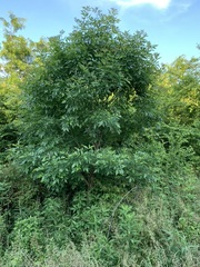 Fraxinus pennsylvanica subintegerrima