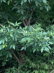 Fraxinus pennsylvanica subintegerrima