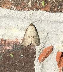 Hyperstrotia pervertens