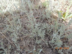 Artemisia nitrosa