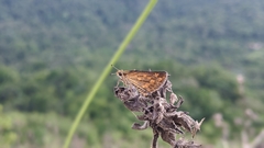 Taractrocera ceramas