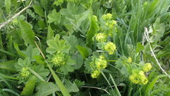 Alchemilla subcrenata