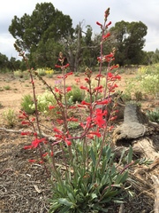 Penstemon utahensis
